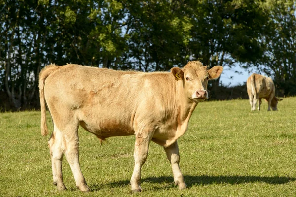 Bullock pastoreio em Devon campo perto de North Bovey — Fotografia de Stock