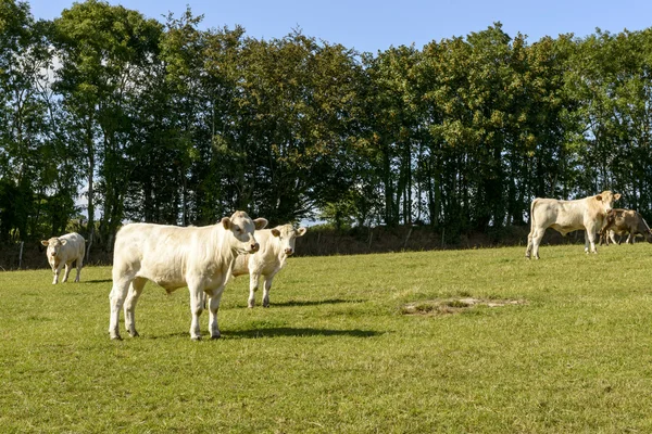 Grupo de vacas que pastoreiam na zona rural de Devon perto de North Bovey — Fotografia de Stock