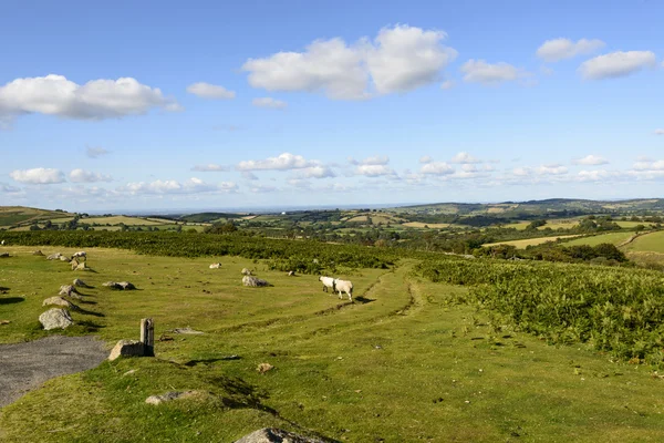 Sommige schapen grazen in de moor, Dartmoor — Stockfoto