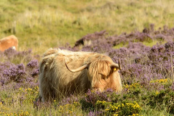 Tufo e chifres de gado de terras altas, Dartmoor — Fotografia de Stock