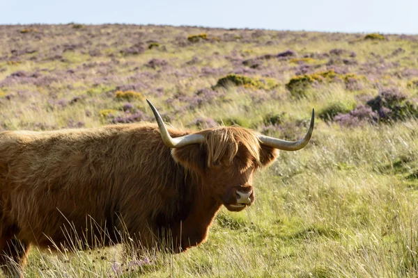 Longues cornes de bovin de higland, Dartmoor — Photo