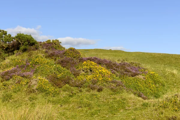 Brezo y flores amarillas en el páramo, Dartmoor —  Fotos de Stock
