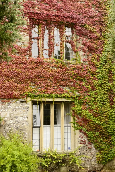 Red and green vine on stone facade, Salisbury — Stock Photo, Image