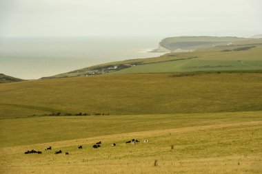 inek ve çıkışlar sahil Eastbourne yakınındaki