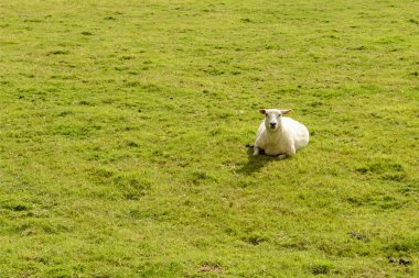 çim Bodian yakın dinlenme koyun