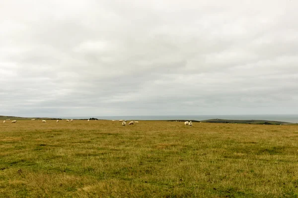 Pastoreo de ovejas en Downs cerca de Eastbourne — Foto de Stock