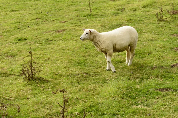 Ovelhas em grama verde perto de Bodian — Fotografia de Stock