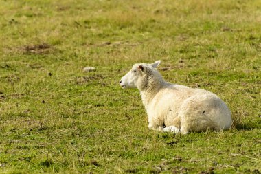  Romney Marsh koyun 14