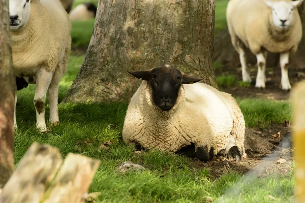 Romney Marsh schapen 04 — Stockfoto