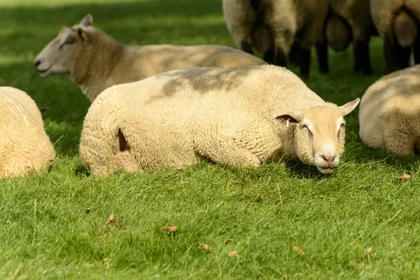 Romney marsh schafe 03 — Stockfoto