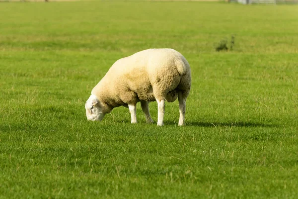 Romney pântano ovelhas 05 — Fotografia de Stock