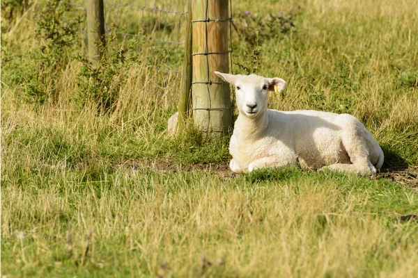 Romney Marsh får 08 — Stockfoto