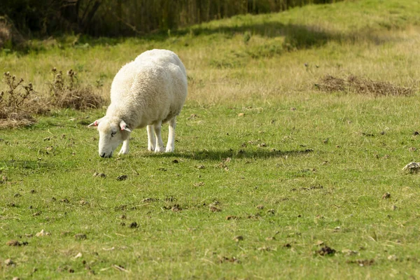 Romney pântano ovelhas 06 — Fotografia de Stock