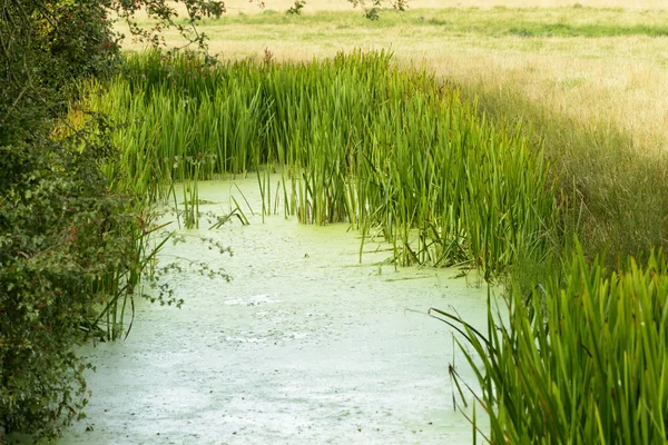 Marsh vegetation, Romney Marsh — Stockfoto