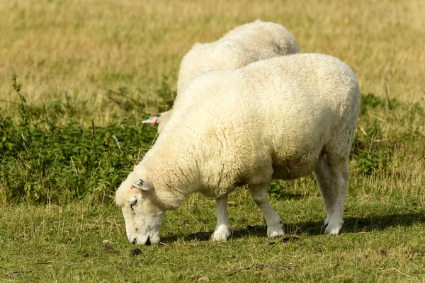 Romney Marsh får 10 — Stockfoto