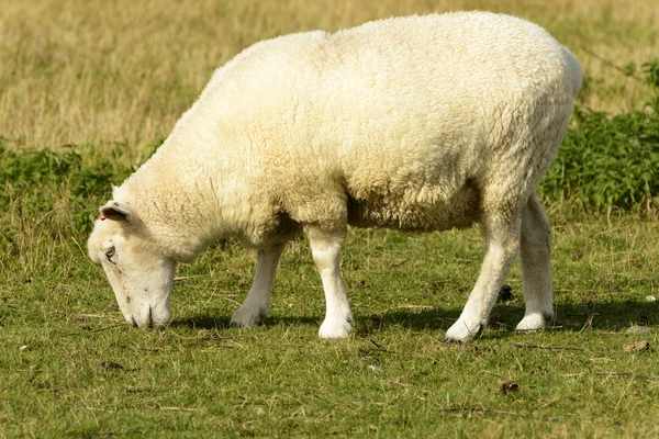 Romney Marsh schapen 11 — Stockfoto