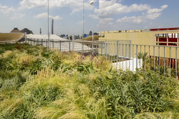 Wild grass reflection at Czech Pavilion, EXPO 2015 Milan — ストック写真