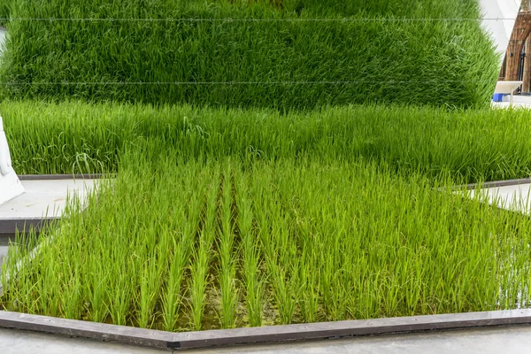 Aiuola di riso al Rice Cluster, EXPO 2015 Milano — Foto Stock