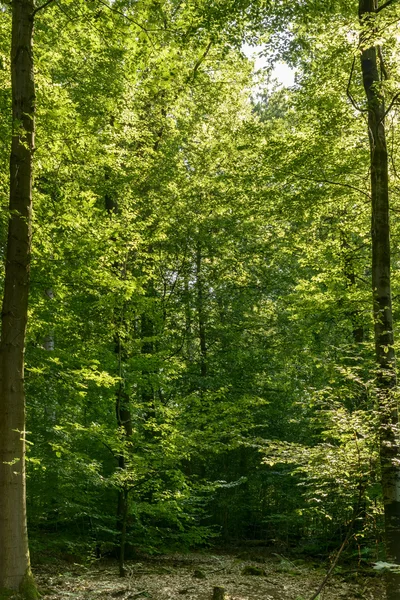 En el bosque, Stuttgart —  Fotos de Stock