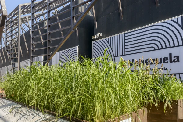 Зелень в главном коридоре кластера зерновых и трубок, ЭКСПО-2015 — стоковое фото