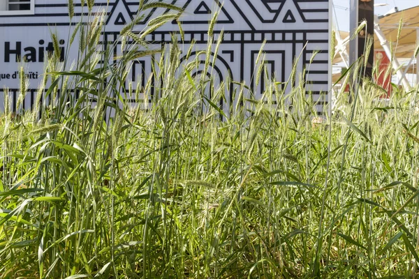 Wheat plants at Cereals and Tubers cluster main hallway, EXPO 20 — Stock Photo, Image