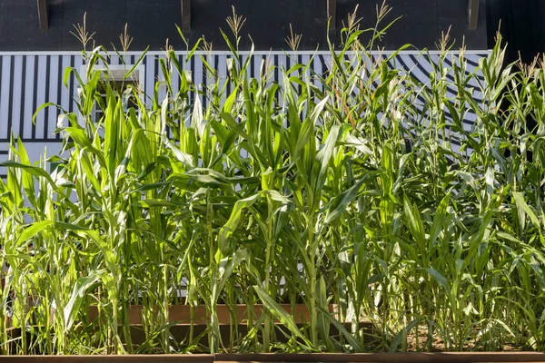 Maize plants at Cereals and Tubers cluster main hallway, EXPO 20 — Stock Photo, Image