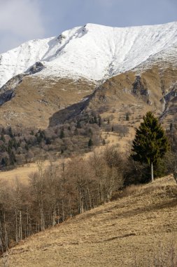 glade Grem tepe, karlı kayalık yamaçlar altında yalnız çam ağacında bu