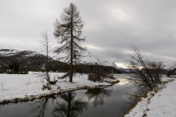 Pin solitaire à Sils Maria, Suisse — Photo