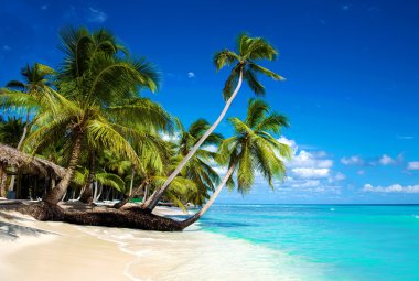 Tropical beach in caribbean sea, Saona island, Dominican Republic clipart