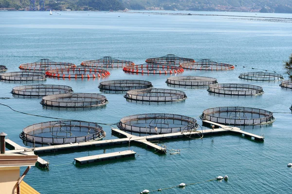 Fischzucht in la spezia, Italien — Stockfoto