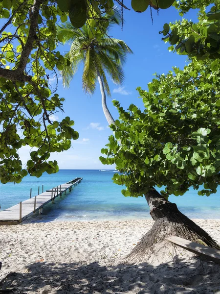 Playa tropical y palmeras con muelle de madera en el fondo —  Fotos de Stock