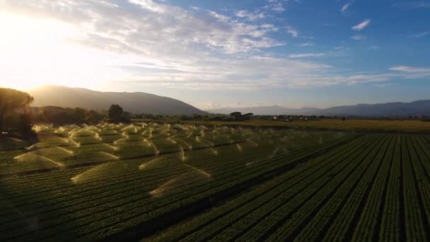 Vista Aérea Sistema Irrigação Numa Exploração Agrícola Filmagem De Stock