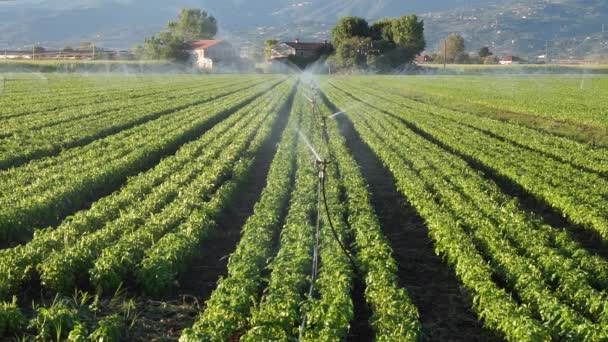 Bewässerungssystem auf einem Basilikumfeld — Stockvideo