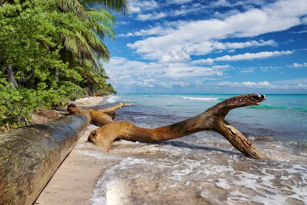 Dzikiej plaży tropikalnej na Morze Karaibskie, Wyspy Saona, Dominikana — Zdjęcie stockowe