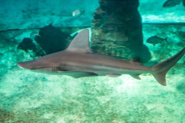 su altında köpekbalığı