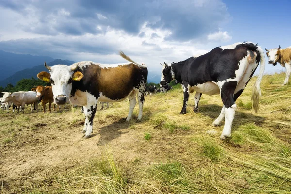 Vacas — Fotografia de Stock