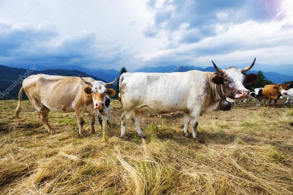 Herd of cows in mountain field