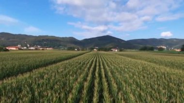 Kordon alanın, tarım manzara havadan görünümü