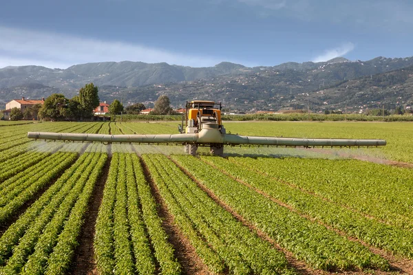 Jordbruk, traktor sprutar bekämpningsmedel på fältet gård — Stockfoto