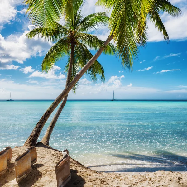 Palmenstrand auf der Insel Saona, Dominikanische Republik — Stockfoto