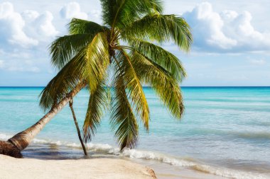 Cennet plaj Saona Island, Dominik Cumhuriyeti
