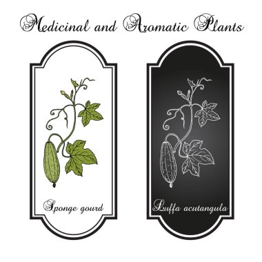 Loofah Luffa acutangula ya da sünger kabağı, tıbbi bitki.