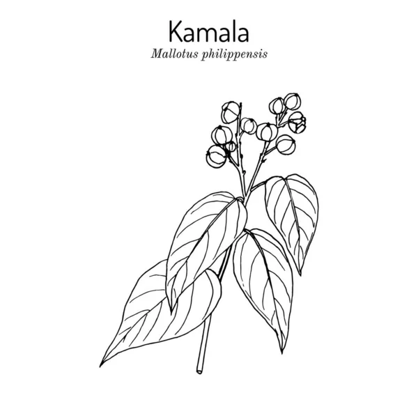 Kamala tree Mallotus philippensis, medicinalväxt — Stock vektor
