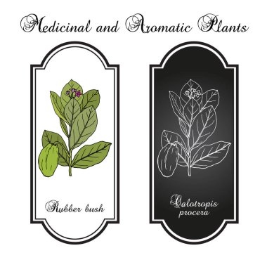 Kauçuk çalısı, ya da sodom elması, kalotropis procera, tıbbi bitki