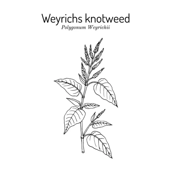 Weyrichs or Chinese knotweed Polygonum weyrichii,药用植物 — 图库矢量图片