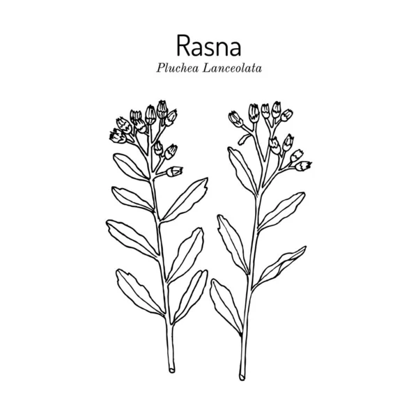 Rasana, o Rasna pluchea lanceolata, pianta medicinale — Vettoriale Stock