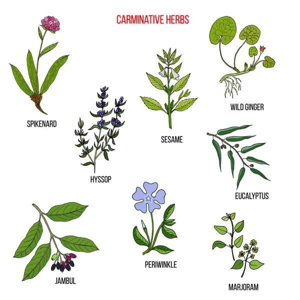 Karminatif bitkiler. El çizimi vektör kümesi — Stok Vektör