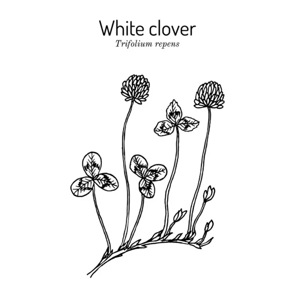 Trébol blanco Trifolium repens, forraje y planta medicinal — Vector de stock