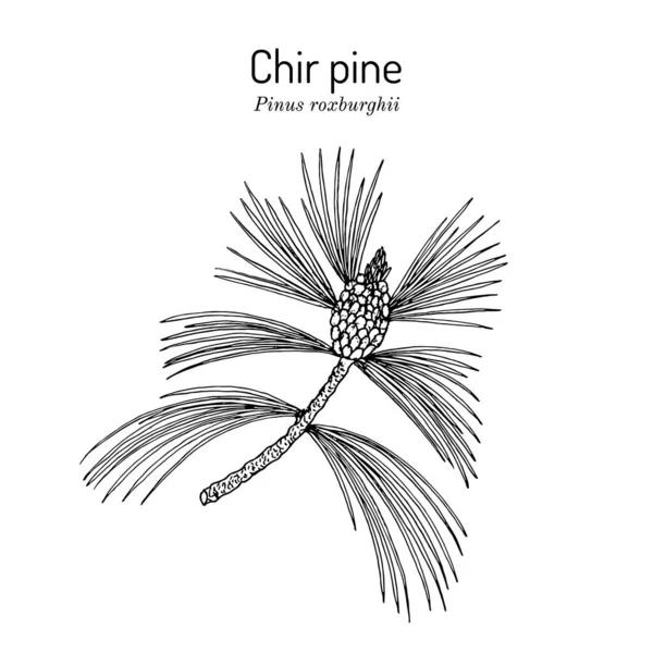 Pinus roxburghii, pianta medicinale — Vettoriale Stock