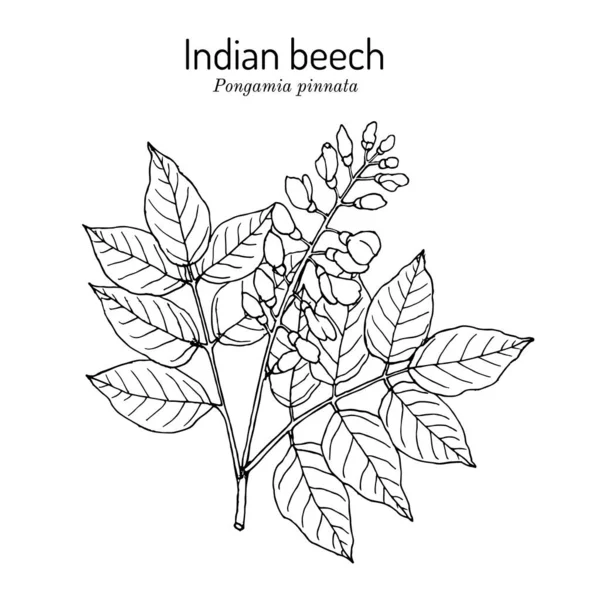 Indiaas beuken of Pongam olieboom Pongamia of Millettia pinnata, medicinale plant — Stockvector